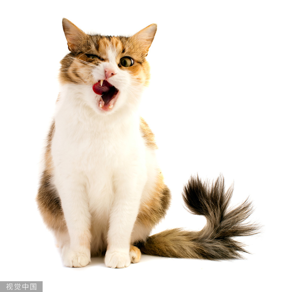 被猫咪咬伤怎么办，猫咬人的原因