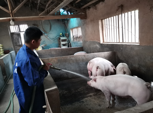 环境生物职院大三学子回乡创业办起了养猪场