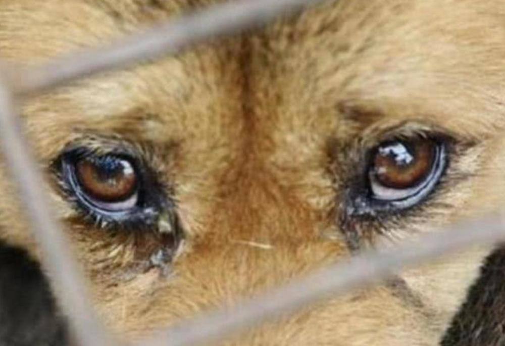 腾讯:美国正式立法将虐待动物列为重罪