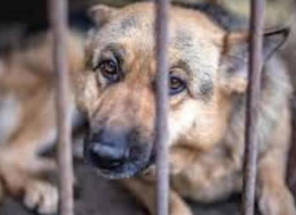 腾讯:美国正式立法将虐待动物列为重罪