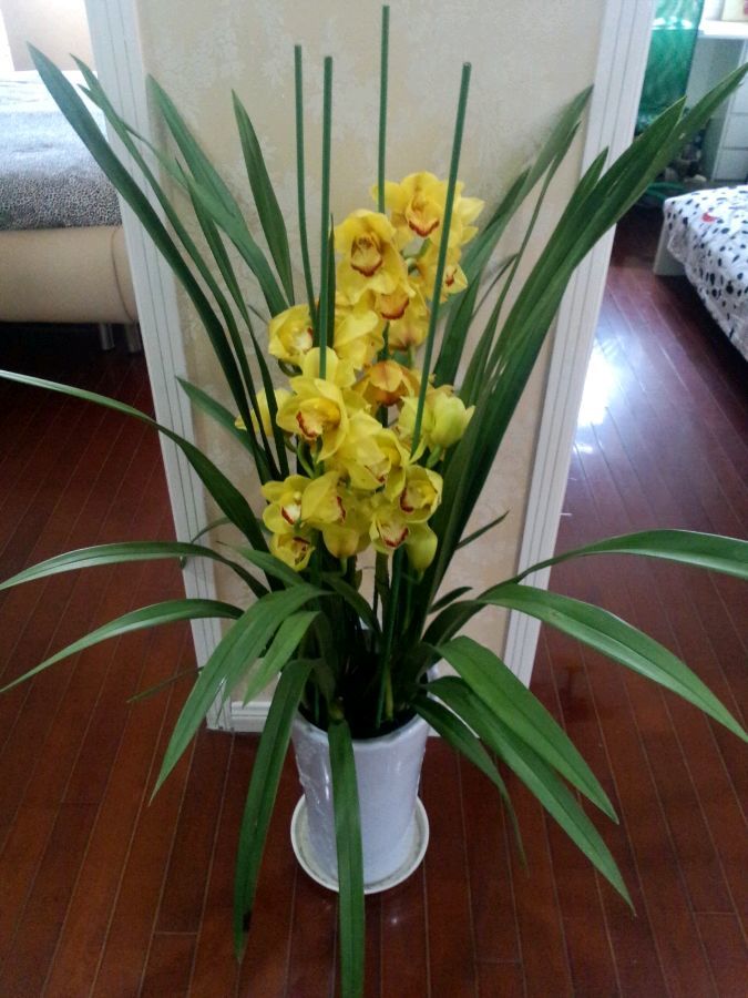 年宵花卉选这款,花色喜庆,寓意吉祥,花期达几个月,香气飘满堂