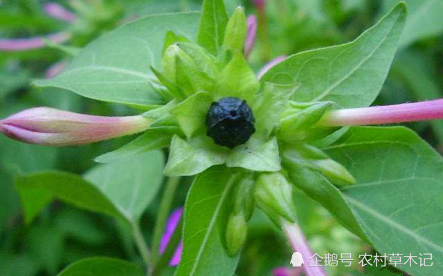 它果实形似"地雷,人称"地雷花,目前极为珍贵,请珍惜