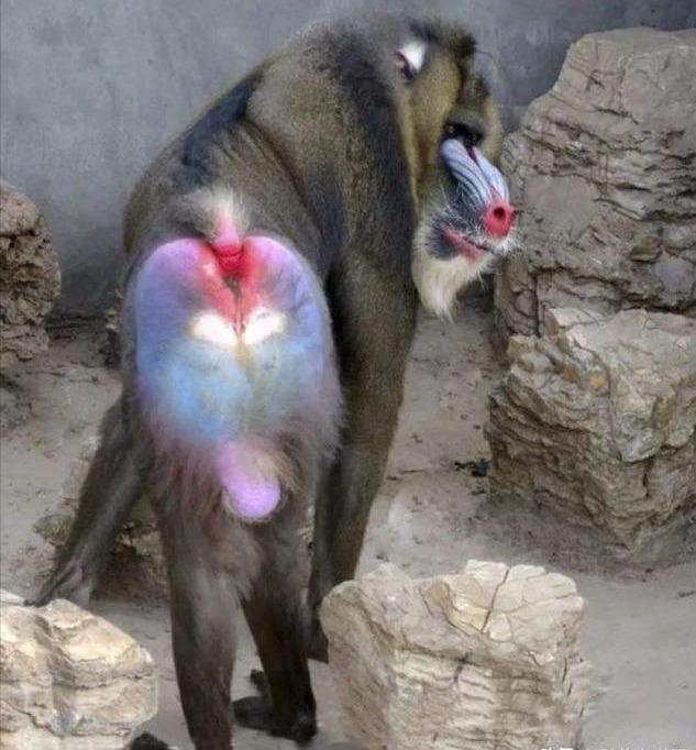 重庆动物园引进"鬼脸猴",名出《山海经》,例假时间与人相同