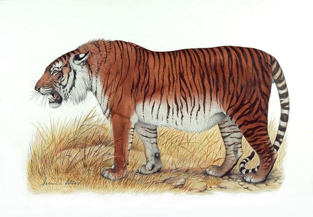 里海虎 这种皇家动物也被称为波斯虎,广泛分布在伊朗,阿塞拜疆