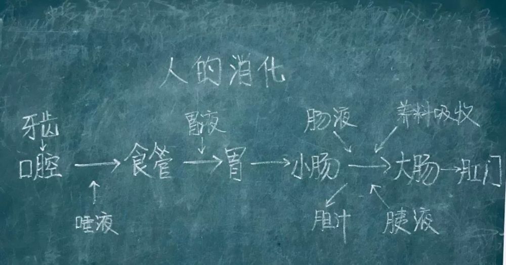 比如讲解《人的消化》一课时,教师可设计以下线索式板书,使教学内容