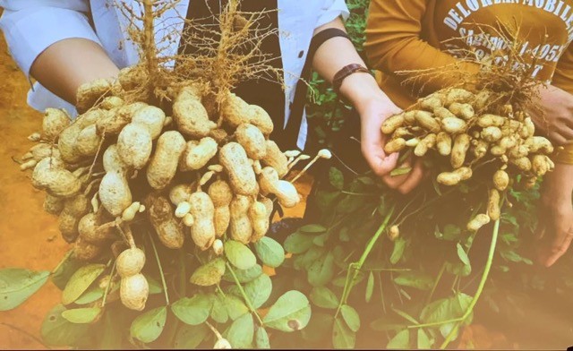种植面积年增速400%,高油酸花生商业化开启