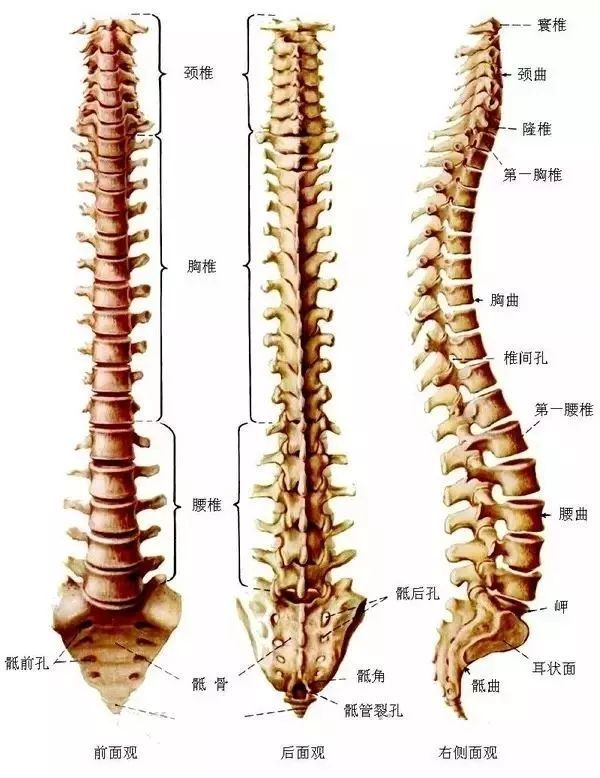 练好脊柱,全身一条大龙(附练习脊柱九大方法)