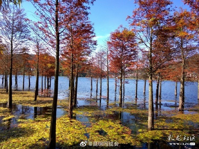 昆明周边游推荐:三家村水库水杉林美到不必修图!