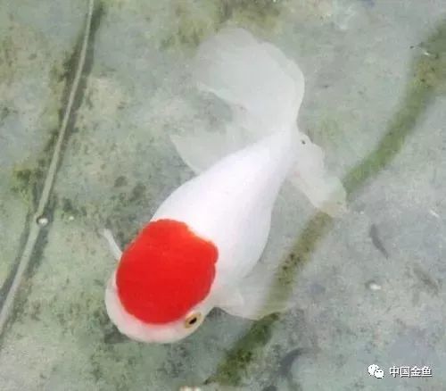 鹅头红金鱼是国内最具有传奇的蛋种金鱼品种之一,据记载最早应该出现