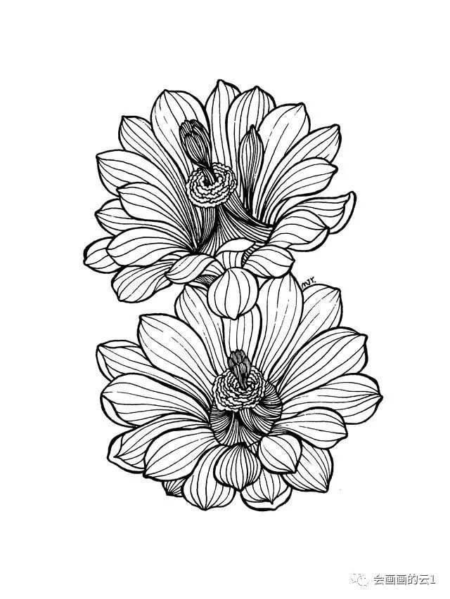 【线描雏菊过程图】谁说线条画不好看?手残党的福利