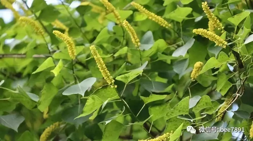 中国广东蜜源植物的分布及利用情况