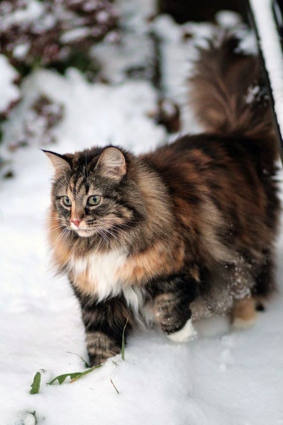 挪威森林猫 norwegian forest cat