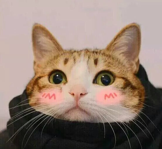 全网最"呆萌"的猫咪情侣头像:我喜欢你看我时眼里有星星,超甜!