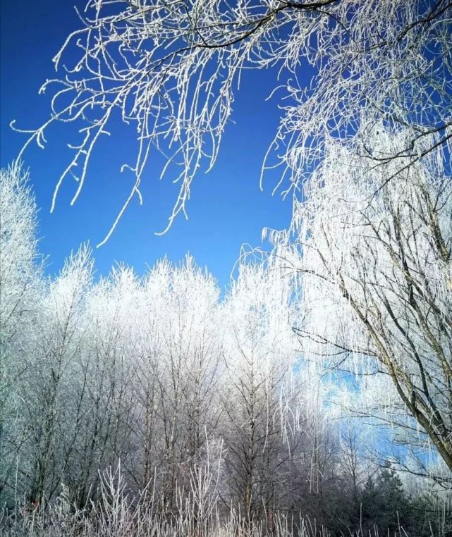 听说明天有雪,进入"猫冬"模式?不不不,如此浪漫美景