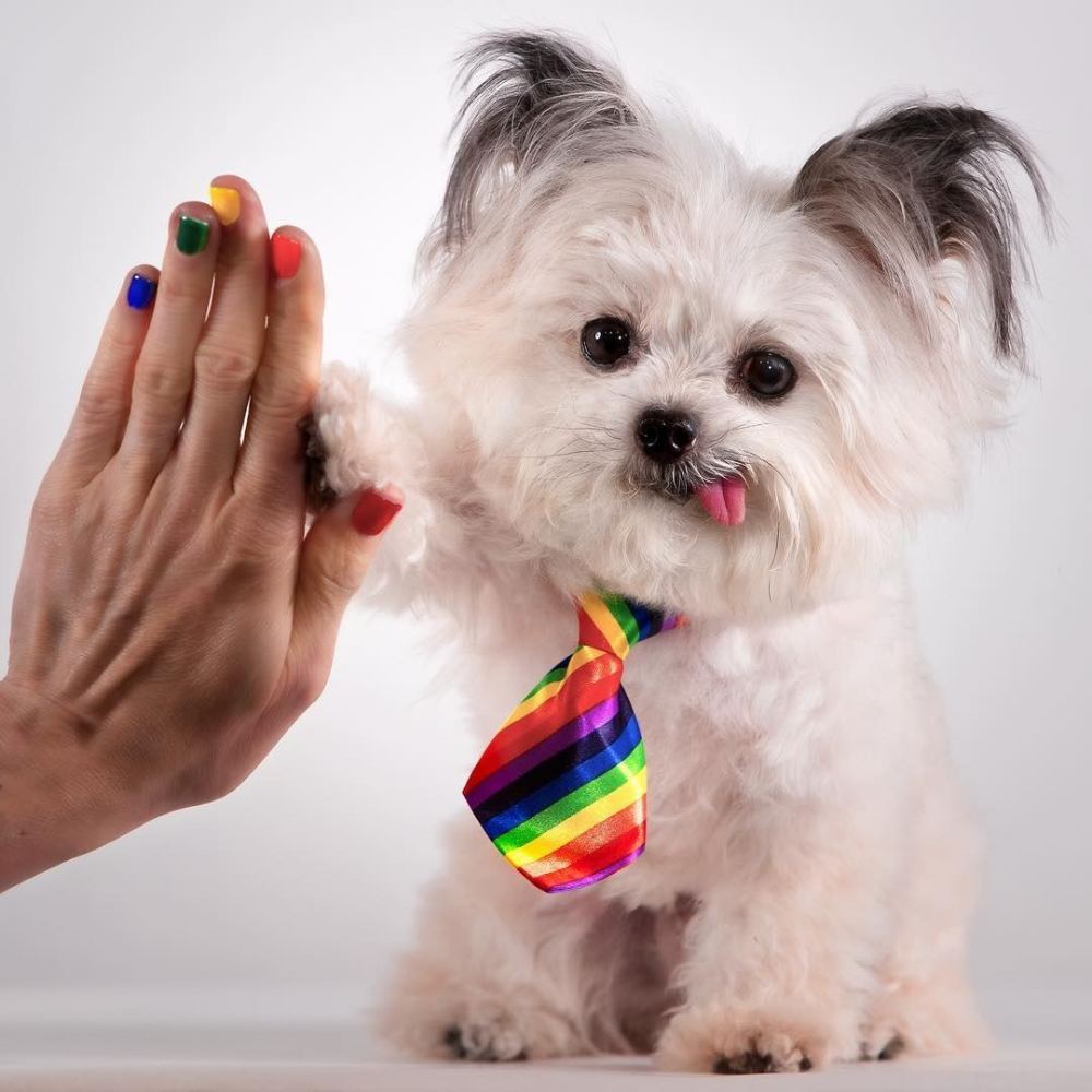 这只微笑网红狗曾经浑身脏臭惹人嫌,如今却成儿童治疗犬,好励志