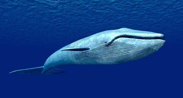 蓝鲸如何成为地球上已知最大的动物?科学家:靠吃5厘米