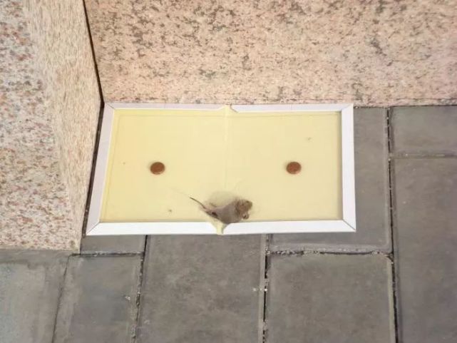 DƬ