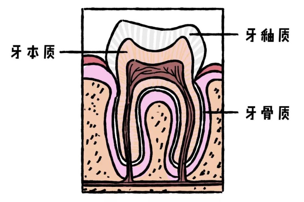 我们的牙齿硬组织分为三层,分别是牙釉质,牙本质,牙骨质.