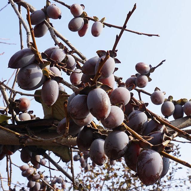 种植黑枣树,果实生长周期注意刺蛾虫害,学会提前防治科学管理
