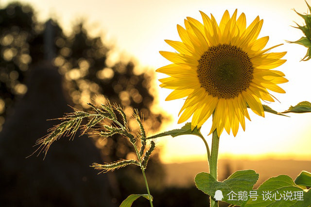 12月,心随所愿,成功脱单,3星座抓住爱情,幸福像花儿一