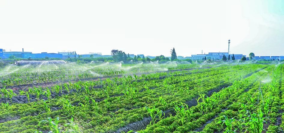 季东村中药材种植基地