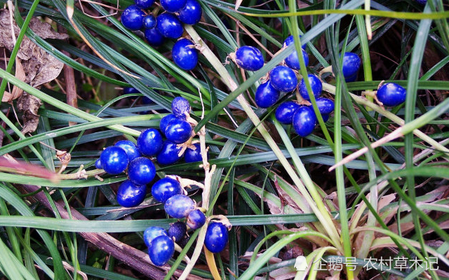 山坡一种蓝色果实的植物,若遇见,别当杂草,当前146元一斤