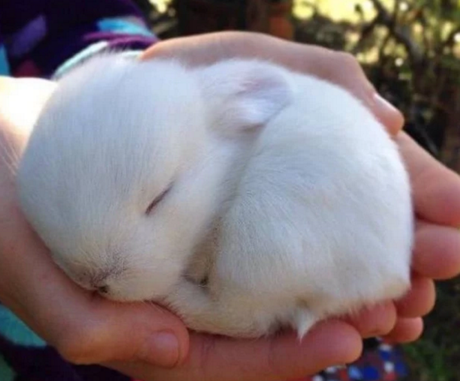 而很多小朋友会选择兔子作为自己的宠物,不仅外形引人喜欢,兔子的性子