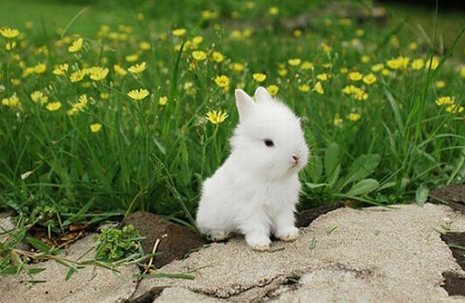 刚出生的小兔子,兔妈妈为什么会选择咬死它们?看完涨见识了