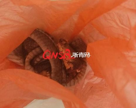大年初一踏青遇70cm长蛇 男子加餐不成反进医院