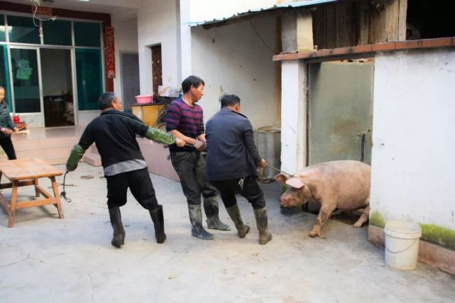 捆绑 猪被拉上桌之前要烧纸敬香,杀猪桌子要正对着堂屋,猪拉上桌子