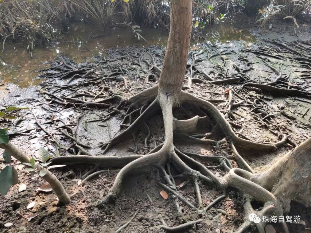 板状根 红树林银叶树的板状根,用以呼吸和支撑,支持其茂密的树冠,适应