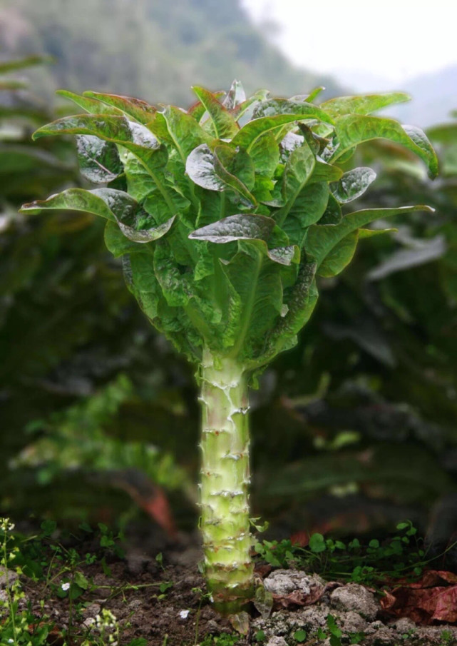美食菜谱|麦梗炒肉片