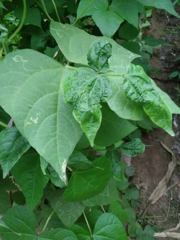 芸豆秧长出后皱缩,畸形,这是病毒病为害!