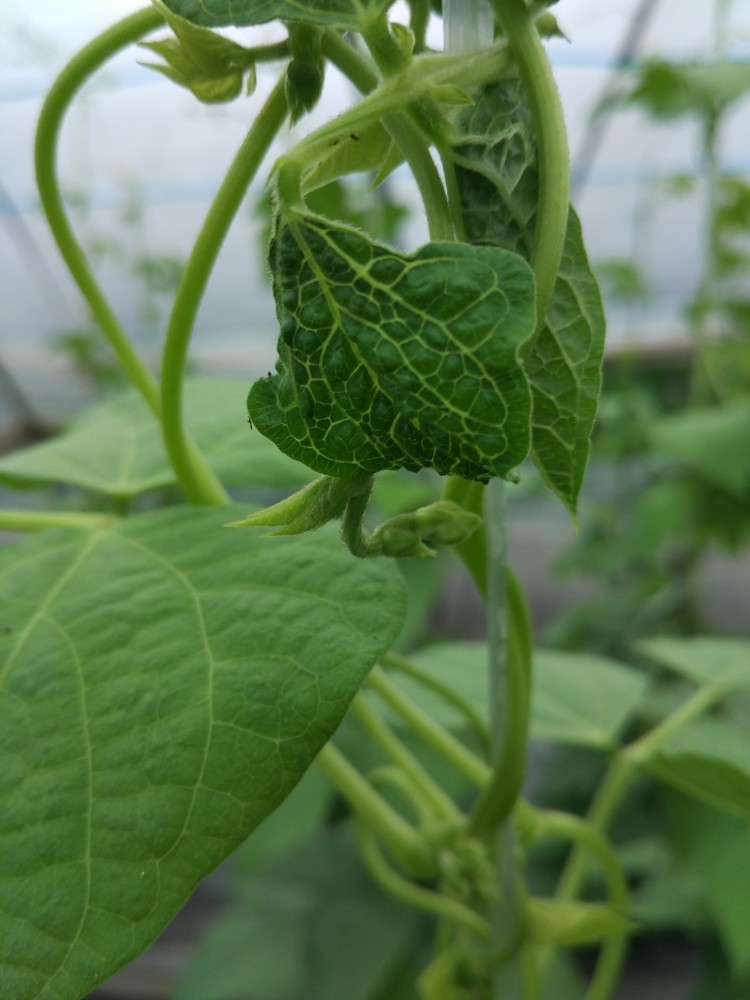 芸豆秧长出后皱缩,畸形,这是病毒病为害!