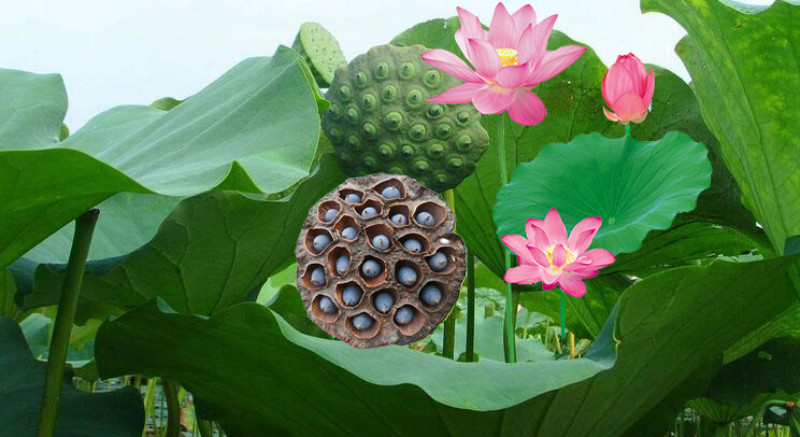 湘莲之乡话湘莲,走进千年古镇——湖南省湘潭县花石镇