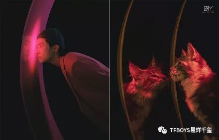 正如缱绻的猫咪与少年的梦境,一如既往地甘之如饴.