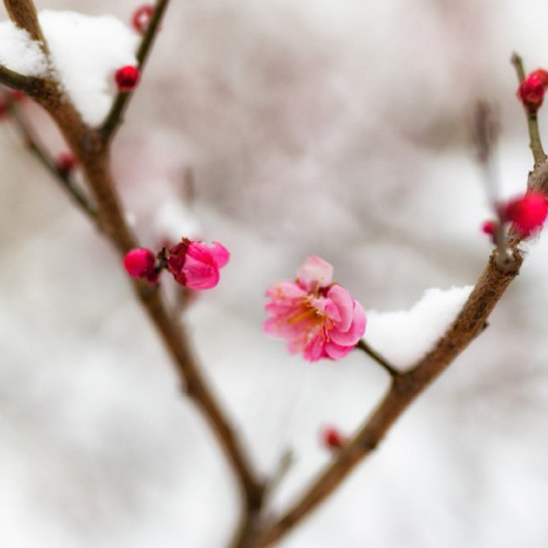 一组精心收集的梅花头像,自古以来就有梅花香自苦寒来