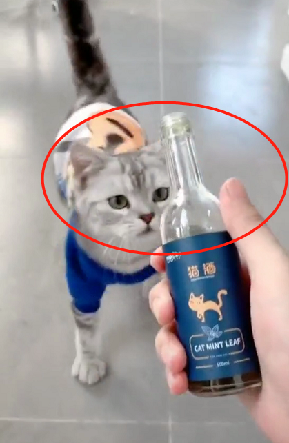 主人买了一瓶"猫酒",猫咪看到后疯狂了:这是什么?也太好喝了