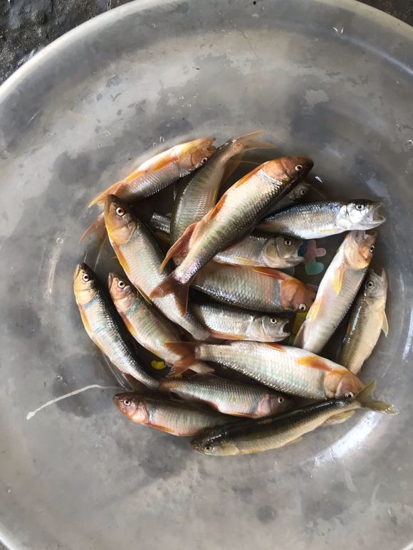 抓电鱼之后,河里的野生鱼也是越来越多,尤其是一种色彩斑斓的"桃花鱼"