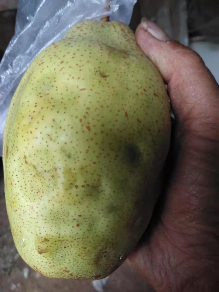 求问各位老师这是梨树什么病害?该怎么防治?