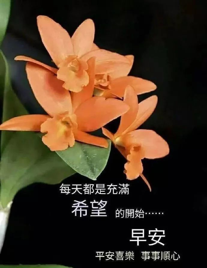 清晨很阳光的早安问候祝福语图片,超漂亮清晨早安动态