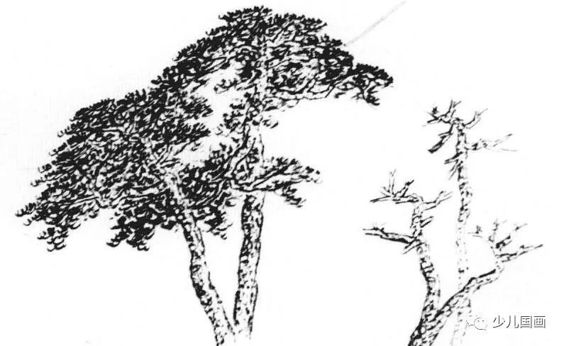 三,松针画法 松树的叶子如针,名为松针.松树的品种不同,松针也不同.