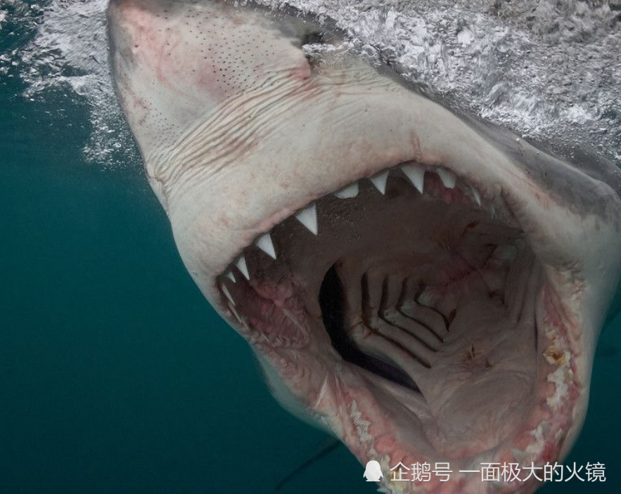 谁是世界上牙齿最多的动物?鲨鱼有3000颗,和它比起来也是弟弟