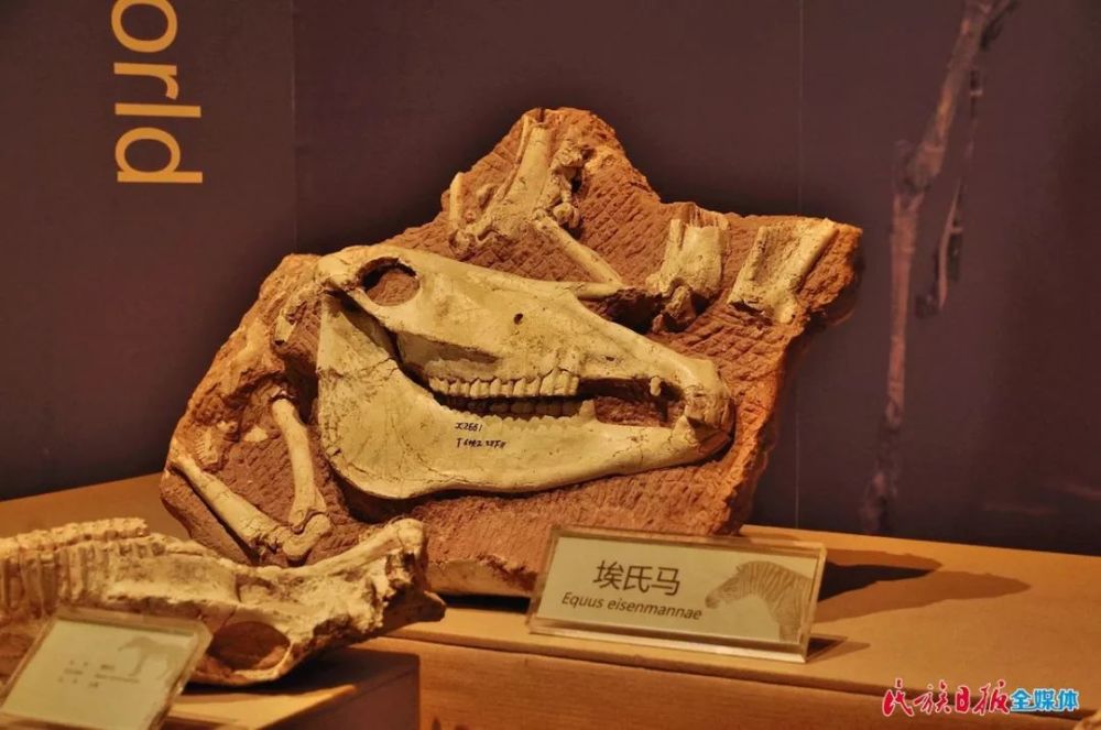 六项世界之最!走进和政古动物化石博物馆 探秘古老的史前生物