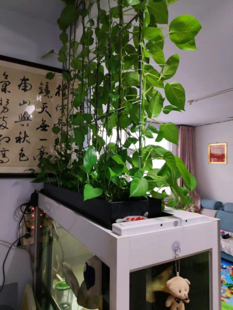 养不活的花丢鱼缸里,沾水立马就疯长,大冬天呼呼长不停!