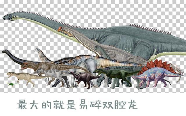 还好它们有一个特别神秘的强大选手——易碎双腔龙