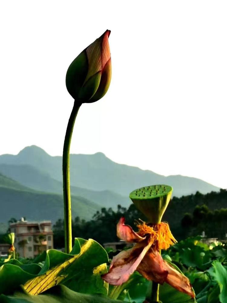 池塘里的莲花千姿百态,洁白无暇,像水晶一样纯洁.