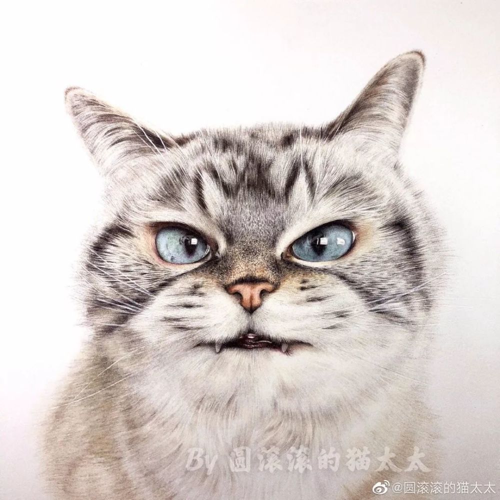 奶凶奶凶的小猫咪,真可爱啊!