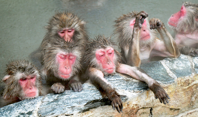 日本猴子泡温泉,还一泡一整天,这小脸红的