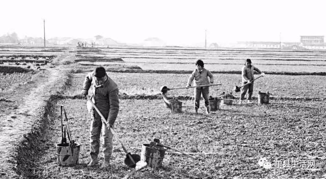 单县每先的生产队,是存在于1950年代到1980年代农村的经济组织形式.